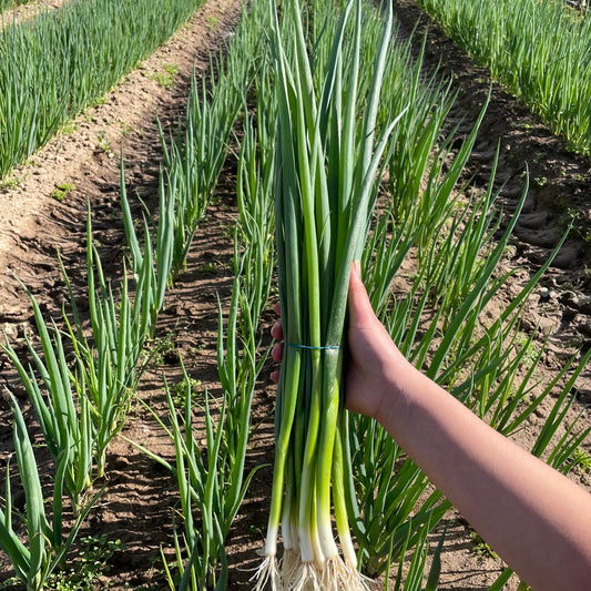 Spring Onion