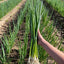 Spring Onion
