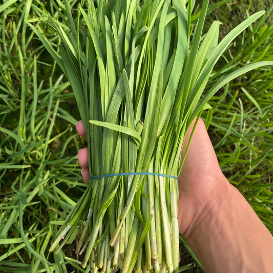 Garlic Chive