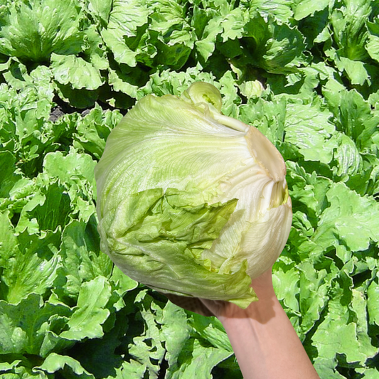 Iceberg Lettuce