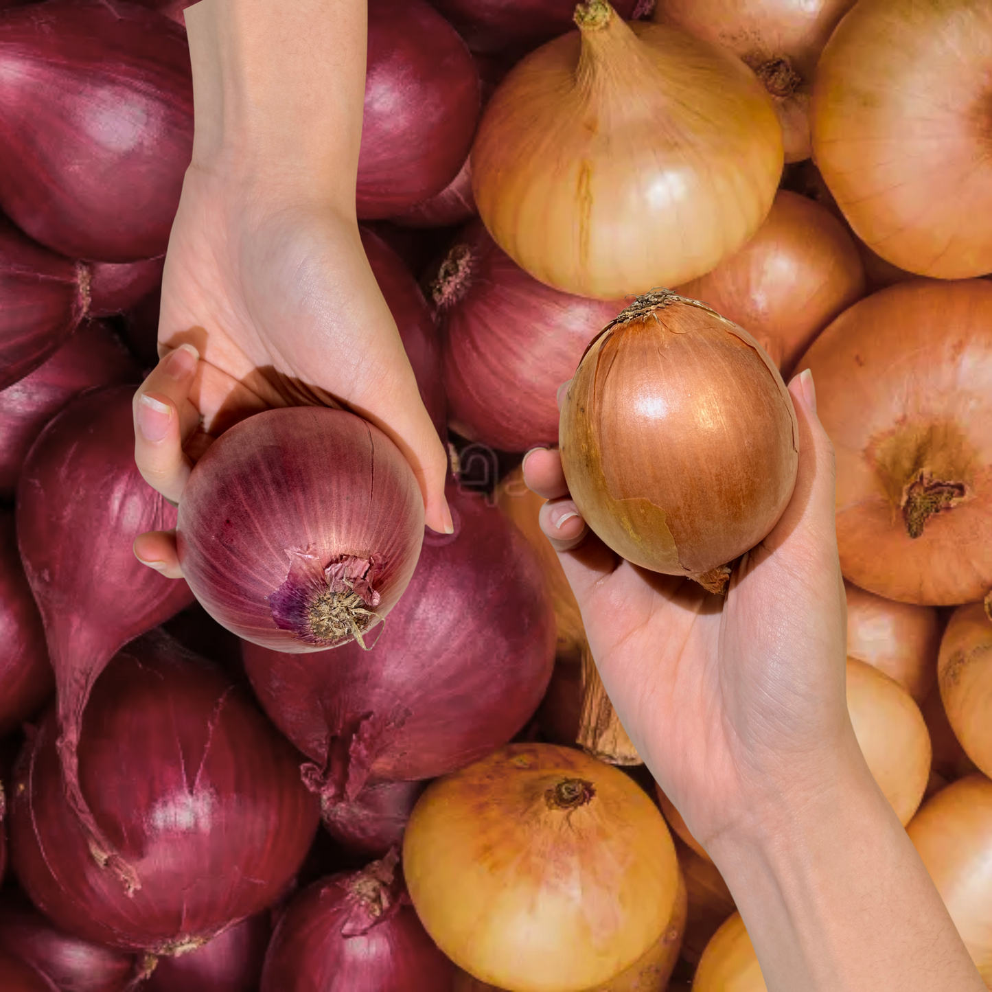 Onion