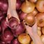 Onion