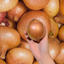 Brown Onion