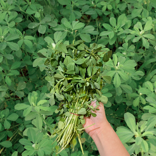 Methi (Fenugreek)