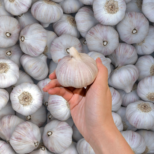 Garlic