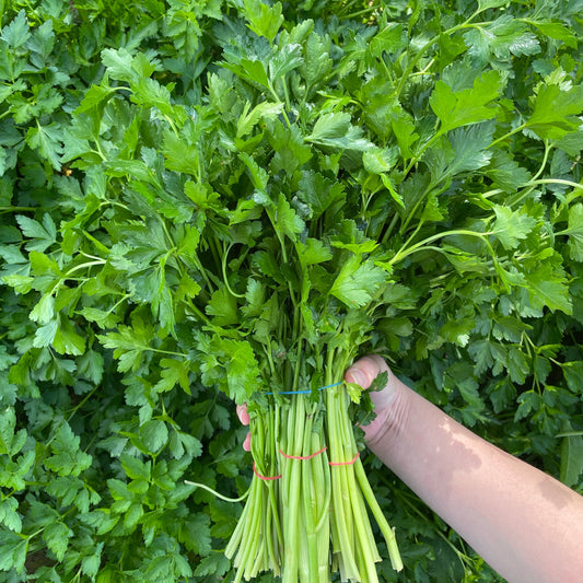 Parsley