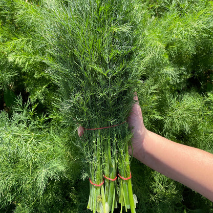 Dill