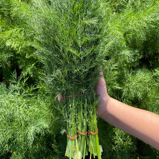 Dill