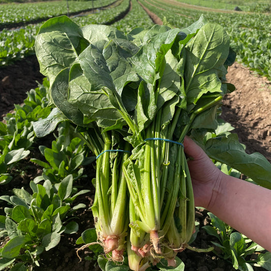 Spinach
