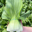 Bokchoy