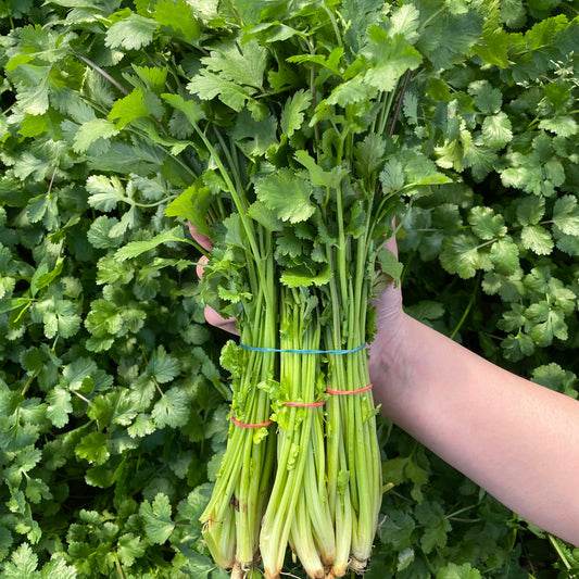 Coriander