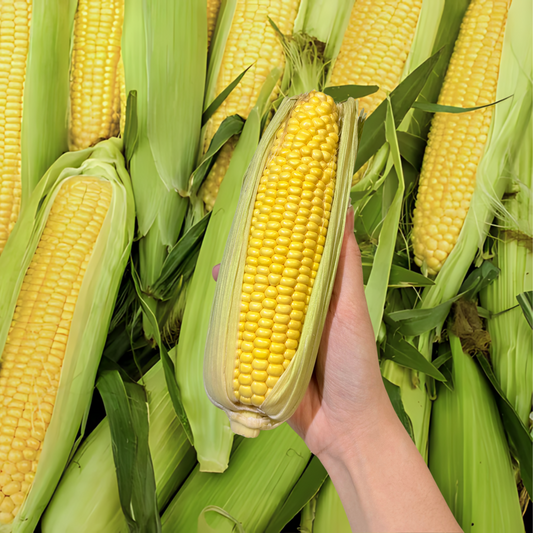 Sweet corn
