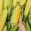 Sweet corn