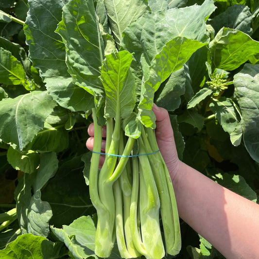 Chinese Broccoli (Gai Lan)