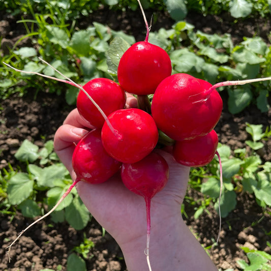 Red Radish