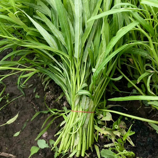 Water Spinach (Kangkong)