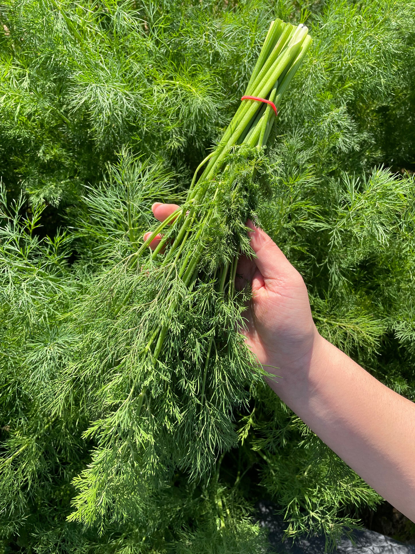 Dill