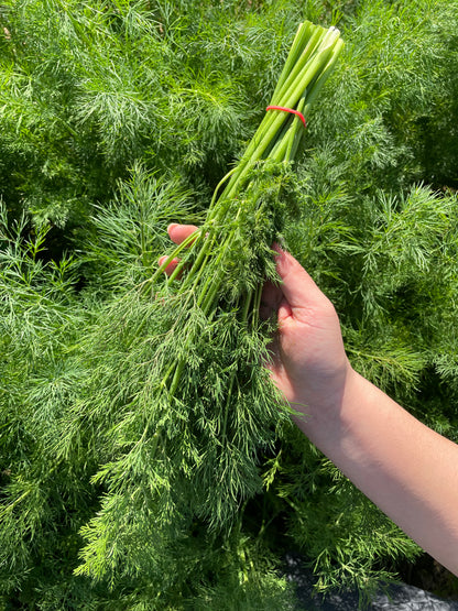 Dill