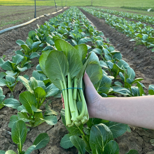 Choy Sum