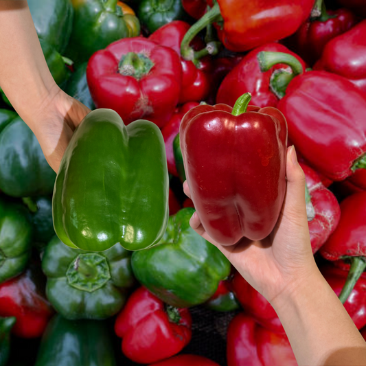 Capsicum